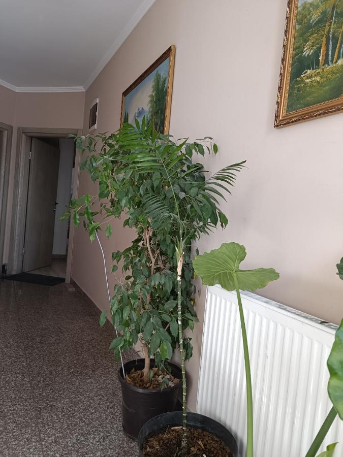 Ivana Belgrad Dış mekan fotoğraf